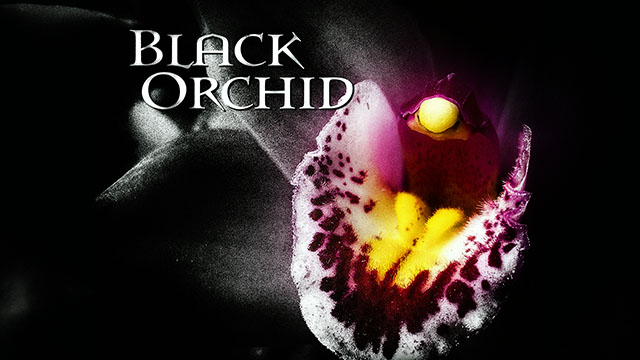 black orchid